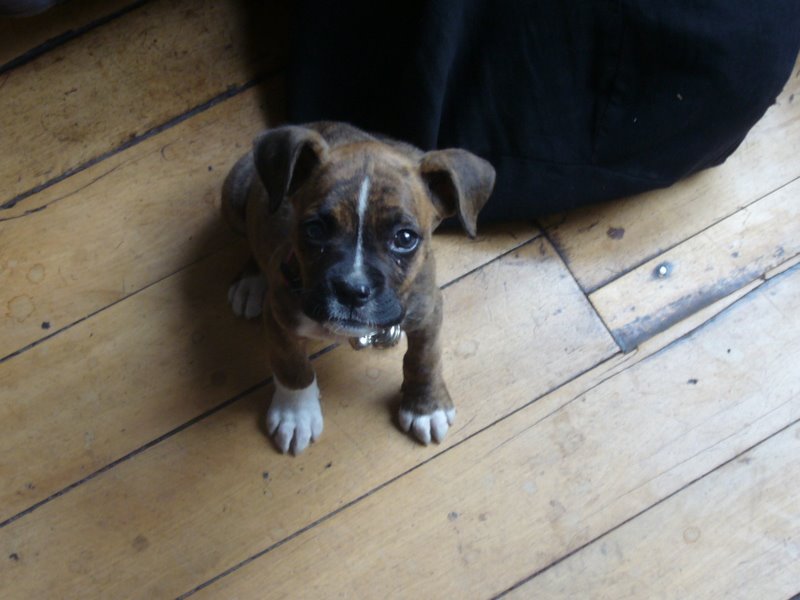 Alejandro Victorian House Dog